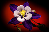 USA, Colorado, Fort Collins. Domestic columbine flower close-up.