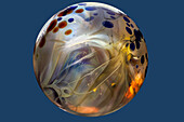 USA, Colorado, Fort Collins. Borosilicate marble close-up.