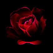 USA, Colorado, Fort Collins. Red rose flower close-up.