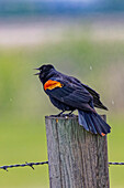 USA, Colorado, Fort Collins. Männliche Rotschwingen-Amsel ruft nach einer Partnerin.