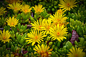 USA, Colorado, Fort Collins. Flowering African succulent flowers.