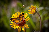 USA, Colorado, Young Gulch. Great spangled fritillary butterfly and bee.