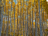 Wand aus Espenbäumen in Beaver Creek, Colorado, USA