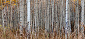 Aspen Tree Trunks, Colorado, Walden, USA.
