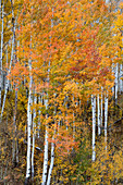 USA, Colorado. Espenwälder, Kebler Pass, Gunnison National Forest