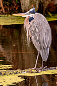 Great Blue Heron, Lakeland, Florida