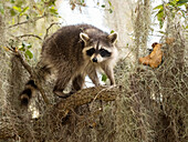 Raccoon, Florida, USA