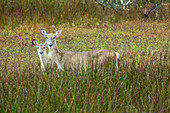USA, Georgia, Savannah. Doe an fawn in the marsh grass.