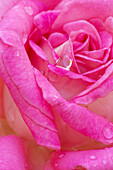 USA, Georgia, Savannah. Pink rose with water drops.