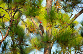 USA, Georgia, Savannah. Pileated woodpecker in tall pine tree.