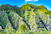 Palm tree, Ko?olau Regional Park, North Shore, Oahu, Hawaii