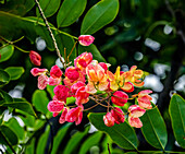 Regenbogen-Duschbaum, Oahu, Nordküste, Hawaii