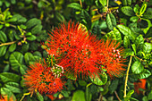 Red Ohia Lehua flower, Waikiki, Honolulu, Hawaii. Native to Hawaii Ohia trees considered sacred to Pele Hawaiian volcano goddess