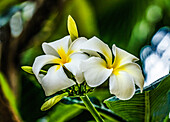 Weißgelbe Frangipani-Plumeria, Waikiki, Honolulu, Hawaii.