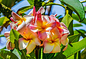 White yellow Pink frangipani plumeria, Waikiki, Honolulu, Hawaii.