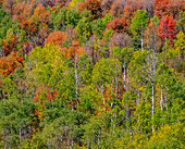 USA, Idaho, Highway 36 westlich von Liberty und mit Canyon Maple und Aspen bewachsene Hänge im Herbst