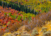 USA, Idaho, Highway 36 westlich von Liberty und mit Canyon Maple und Aspens bewachsene Hänge im Herbst