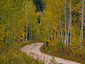 USA, Idaho, Highway 36 westlich von Liberty Feldweg und Espen im Herbst