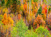 USA, Idaho, Highway 36 westlich von Liberty und mit Canyon Maple und Aspens bewachsene Hänge im Herbst