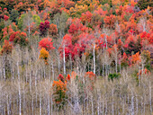 USA, Idaho, Highway 36 westlich von Liberty und mit Canyon Maple und Aspen bewachsene Hänge im Herbst
