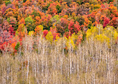 USA, Idaho, Highway 36 westlich von Liberty und mit Canyon Maple und Aspens bewachsene Hänge im Herbst