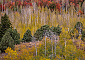 USA, Idaho, Highway 36 westlich von Liberty und mit Canyon Maple und Aspens bewachsene Hänge im Herbst