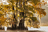 Cypress trees in autumn at Lake Dauterive near Loreauville, Louisiana, USA