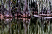 Zypressen spiegeln sich am Lake Martin in der Nähe von Lafayette, Louisiana, USA