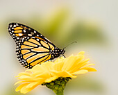 Monarchfalter auf Blüte