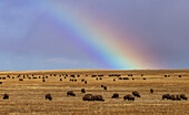 Regenbogen über der Bisonherde der Blackfeet Nation bei Browning, Montana, USA