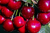 Ripe flathead cherries along Flathead Lake near Woods Bay, Montana, USA