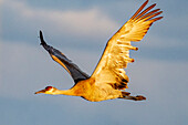 Sandhügelkranich im Flug im Flathead Valley, Montana, USA