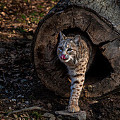 USA, New Jersey, Lakota Wolf Preserve. Bobcat emerges from hollow log.