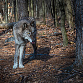 USA, New Jersey, Lakota Wolf Preserve. Nahaufnahme eines Wolfs.