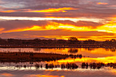 USA, New Mexico, Bosque Del Apache National Wildlife Refuge. Sunrise reflections on ponds.