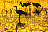 USA, New Mexico, Bosque Del Apache National Wildlife Refuge. Sandhill crane silhouettes at sunset.