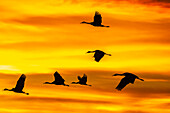 USA, New Mexico, Bosque Del Apache National Wildlife Refuge. Sandhill cranes flying at sunset.
