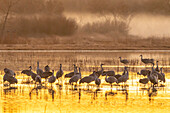 USA, Neu-Mexiko, Bosque Del Apache National Wildlife Refuge. Sandhügelkraniche bei der Fütterung im Sonnenuntergang.