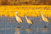 USA, New Mexico, Bosque Del Apache National Wildlife Refuge. Sandhill cranes walking on ice.
