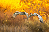 USA, New Mexico, Bosque Del Apache National Wildlife Refuge. Sandhill cranes flying.