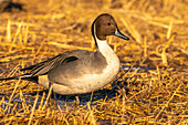 USA, New Mexico, Bosque Del Apache National Wildlife Refuge. Close-up of pintail duck drake.