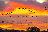 USA, Neu-Mexiko, Bosque Del Apache National Wildlife Refuge. Schneegänse fliegen bei Sonnenaufgang.