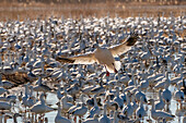 USA, New Mexico, Bosque Del Apache National Wildlife Refuge. Snow goose landing in flock.