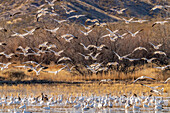 USA, New Mexico, Bosque Del Apache National Wildlife Refuge. Snow geese flying over flock in water.