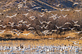 USA, Neu-Mexiko, Bosque Del Apache National Wildlife Refuge. Schneegänse fliegen über einen Schwarm im Wasser.