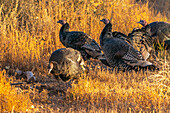 USA, New Mexico, Bosque Del Apache National Wildlife Refuge. Close-up of female wild turkeys.