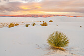 USA, Neu-Mexiko, White Sands National Monument. Sanddünen und Yucca-Kakteen.
