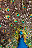 USA, Oregon, Tillamook. Peacock displaying tail feathers.