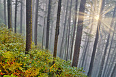 USA, Oregon. Lookout State Park mit Nebel und Sonne, die zwischen Sitka-Fichten durchbrechen