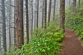 USA, Oregon. Lookout State Park-Pfad mit Nebel inmitten von Sitka-Fichtenwäldern
